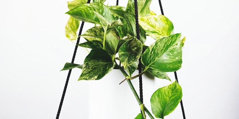 足球场热力图展示球员跑动覆盖区域与活动热点